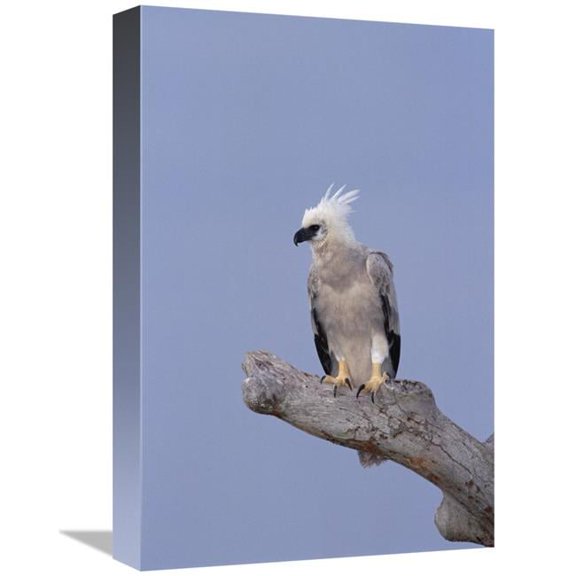 Global Gallery Harpy Eagle Juvenile Silk-Cotton Tree - Peru Art Print - Tui De Roy