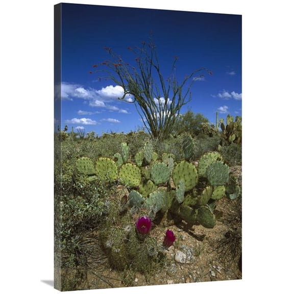 Global Gallery  Hedgehog Cactus - Prickly Pear & Giant Saguaro Art Print - Tom Vezo