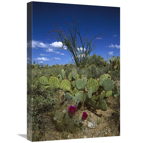 Global Gallery Hedgehog Cactus - Prickly Pear & Giant Saguaro Art Print - Tom Vezo