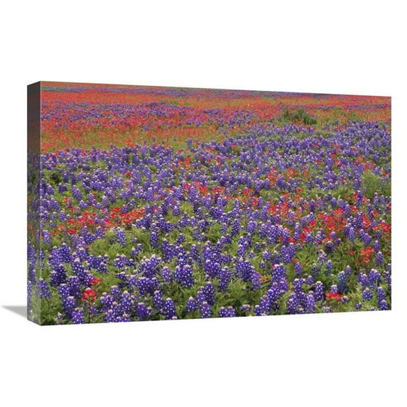 Global Gallery Hill Country Wildflowers Including Sand Bluebonnets & Paintbrush - Texas Art Print - Tim Fitzharris