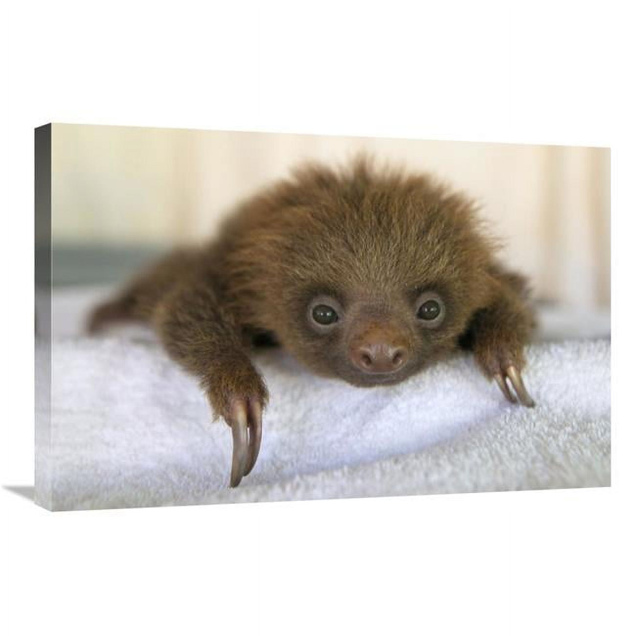 Global Gallery Hoffmanns Two-Toed Sloth Orphaned Baby - Aviarios Sloth ...