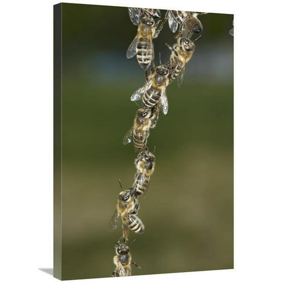 Global Gallery Honey Bee Chains Made to Repair Honeycomb - Germany Art Print - Heidi And Hans-Juergen Koch