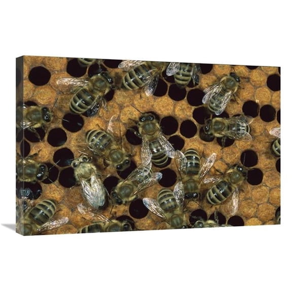 Global Gallery Honey Bee Workers on Honeycomb - North America Art Print - Konrad Wothe