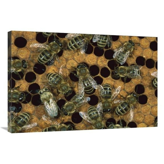 Global Gallery Honey Bee Workers on Honeycomb - North America Art Print - Konrad Wothe