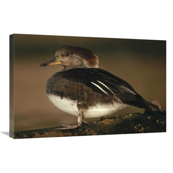 Global Gallery  Hooded Merganser Female Portrait - British Columbia - Canada Art Print