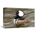 thumbnail image 1 of Global Gallery  Hooded Merganser Male - Kellogg Bird Sanctuary - Michigan Art Print - Steve Gettle, 1 of 1