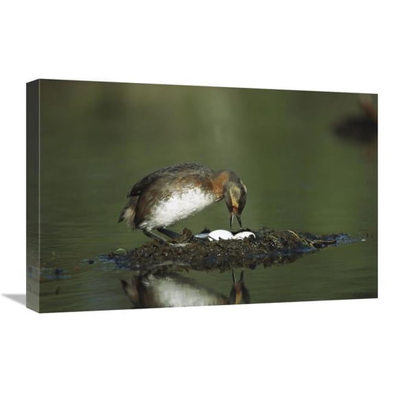 Global Gallery Horned Grebe Adult on Floating Nest with Eggs - Alaska Art Print - Michael Quinton