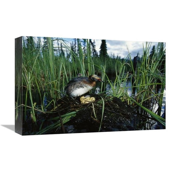 Global Gallery Horned Grebe with Chick & Eggs in Nest on Boreal Pond - Alaska Art Print
