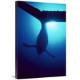 thumbnail image 1 of Global Gallery  Humpback Whale Male Singing Underwater - Maui - Hawaii Art Print - Flip Nicklin, 1 of 1
