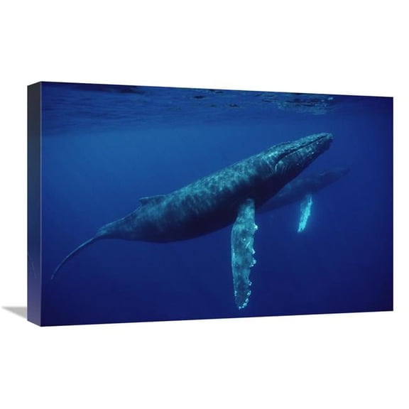 Global Gallery Humpback Whale Pair Underwater - Hawaii Art Print - Flip Nicklin