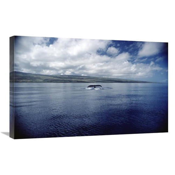 Global Gallery Humpback Whale Tail Slap - Hawaii Art Print - Flip Nicklin