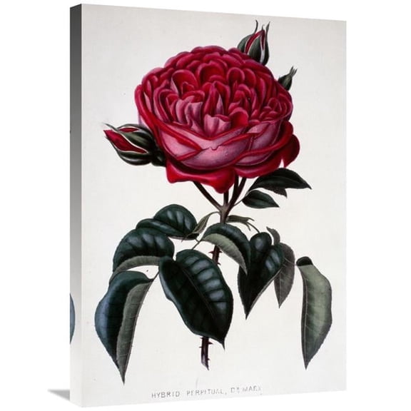 Global Gallery Hybrid Perpetual - Dr. Marx Art Print - Henry Curtis