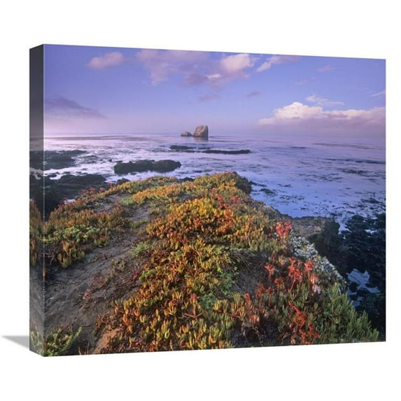 Global Gallery Iceplant Covering Coastal Rocks - Point Piedras Blancas - California Art Print