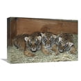 thumbnail image 1 of Global Gallery  Indochinese Tiger Cubs in Sleeping Box - Native to Indochina Art Print - San Diego Zoo, 1 of 1