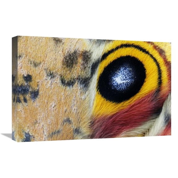Global Gallery Io Moth Wing with Eye-Spot - Texas Art Print - Jasper Doest