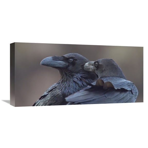 Global Gallery J. Del Alar,'Hermanos Corax' Stretched Canvas Artwork