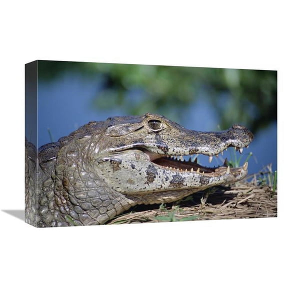 Global Gallery  Jacare Caiman Portrait - Pantanal - Brazil Art Print