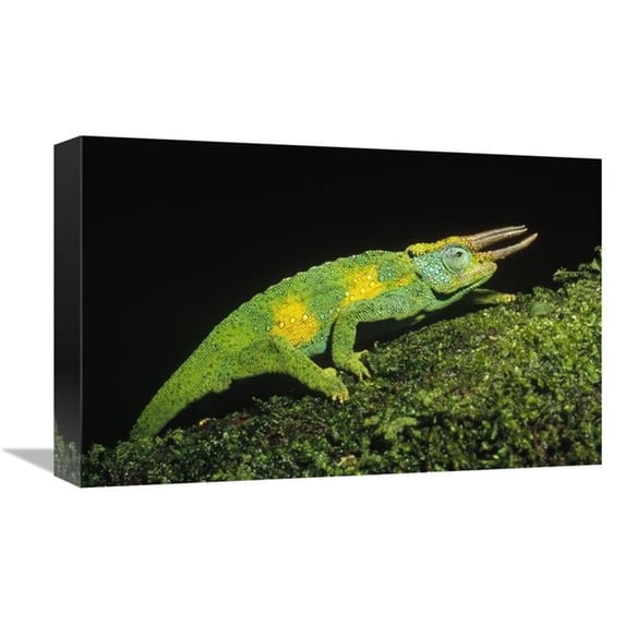 Global Gallery Jacksons Chameleon Climbing Up Moss-Covered Branch - East Africa Art Print - Konrad Wothe
