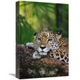 thumbnail image 1 of Global Gallery  Jaguar Portrait - Belize Zoo - Belize Art Print - Gerry Ellis, 1 of 1