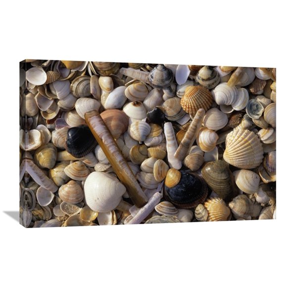 Global Gallery Jan Vermeer,'Selection of bivalve shells' Stretched Canvas Artwork