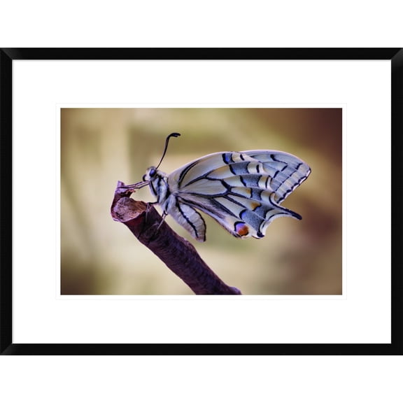 Global Gallery Jimmy Hoffman 'Basking' Framed Wall Art