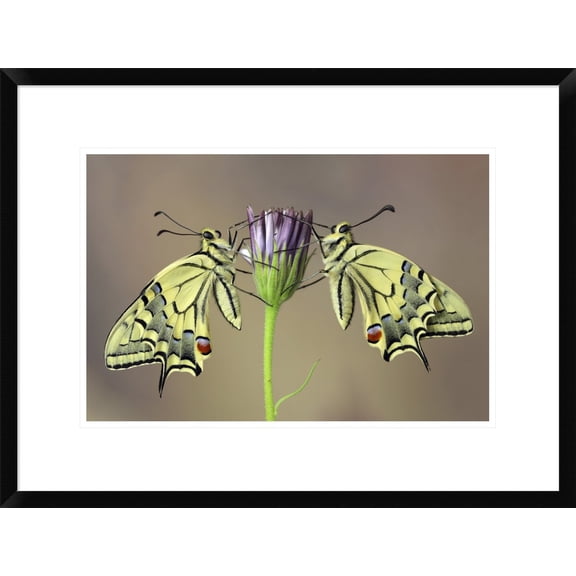 Global Gallery Jimmy Hoffman 'Symmetry' Framed Wall Art