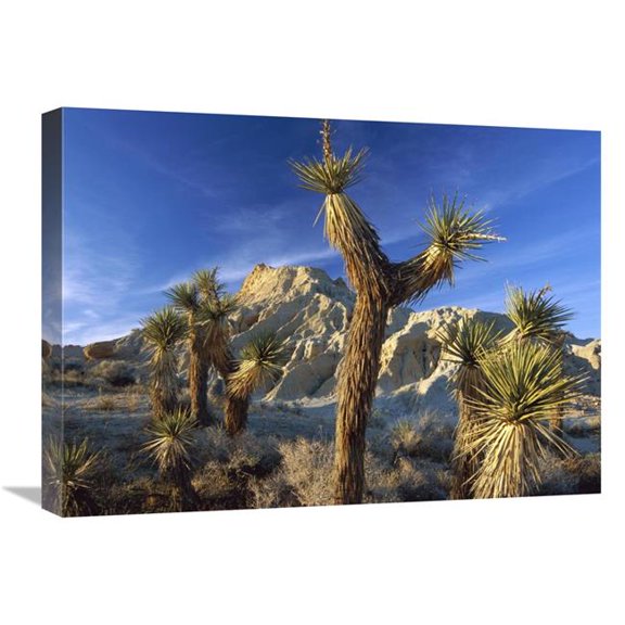 Global Gallery  Joshua Trees in Red Rock Canyon State Park - California Art Print - Tim Fitzharris - 18in. x 24in.
