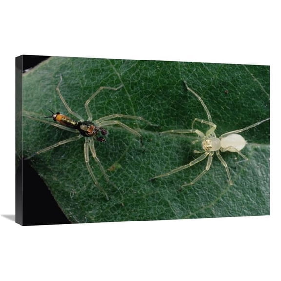 Global Gallery  Jumping Spider Colorful Male & Pale Female Courting - Sri Lanka Art Print