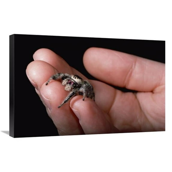 Global Gallery Jumping Spider Held in Human Hand - Florida Art Print - Mark Moffett