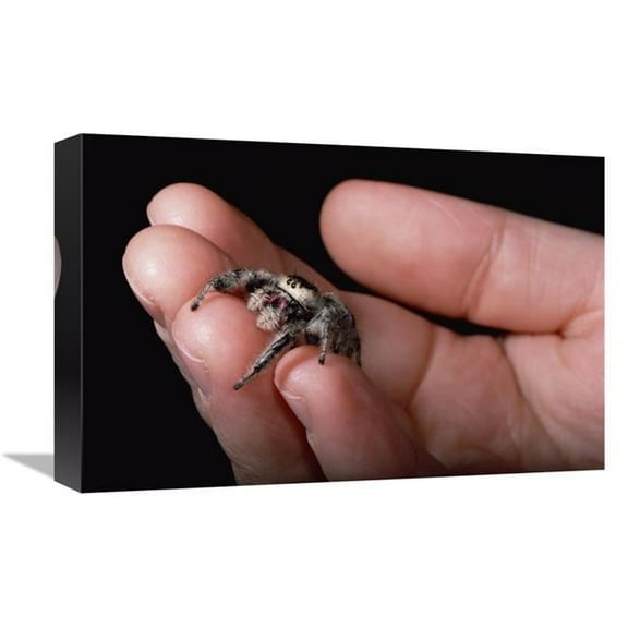 Global Gallery Jumping Spider Held in Human Hand - Florida Art Print - Mark Moffett