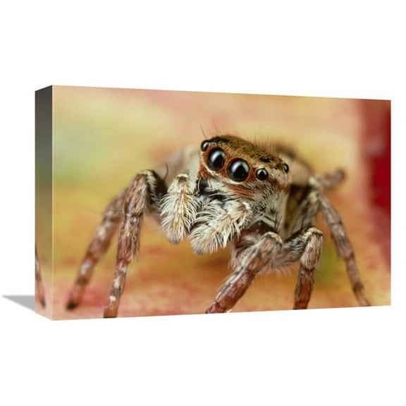 Global Gallery  Jumping Spider Portrait - Reunion Art Print - Mark Moffett