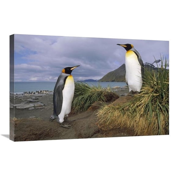 Global Gallery  King Penguin Pair in Tussock Grass - Gold Harbor - South Georgia Island Art Print - Tui De Roy - 20in. x 30in.