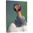 thumbnail image 1 of Global Gallery  King Vulture - Cerro Chaparri - Peru Art Print, 1 of 1