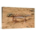thumbnail image 1 of Global Gallery  Knob-Tailed Gecko in Defensive Posture - Western Australia - Australia Art Print, 1 of 1