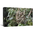 thumbnail image 1 of Global Gallery  Koala Mother & Three Month Old Joey Resting in Tree - Australia Art Print - Gerry Ellis, 1 of 1