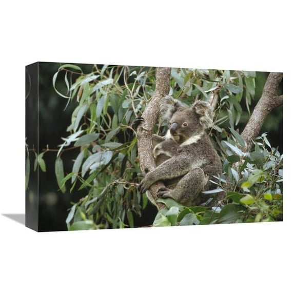 Global Gallery Koala Mother & Three Month Old Joey Resting in Tree - Australia Art Print - Gerry Ellis
