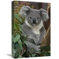 thumbnail image 1 of Global Gallery  Koala - Native to Australia Art Print - San Diego Zoo, 1 of 1