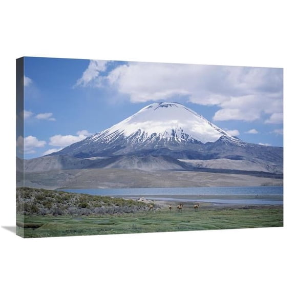 Global Gallery Lake Chungara & Parincota Volcano with VIcuna Herd - Lauca NP - Chile Art Print