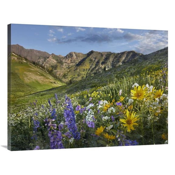 Global Gallery  Larkspur & Sunflowers - Albion Basin - Wasatch Range - Utah Art Print - Tim Fitzharris