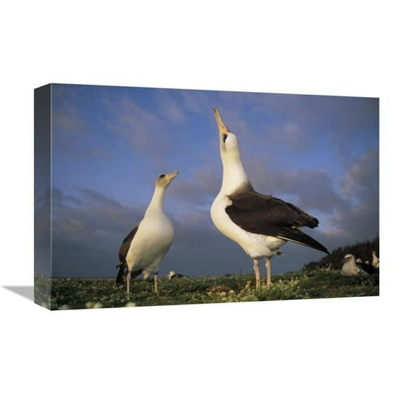 Global Gallery Laysan Albatross Courtship Dance - Midway Atoll - Hawaii Art Print - Tui De Roy