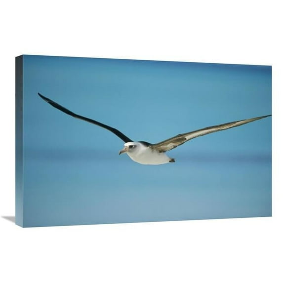 Global Gallery Laysan Albatross Navigating Across Ocean - Midway Atoll - Hawaii Art Print - Tui De Roy