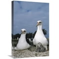thumbnail image 1 of Global Gallery  Laysan Albatross Parents Exchanging Chick Guarding Duties - Midway Atoll - Hawaii Art Print - Tui De Roy, 1 of 1