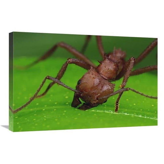 Global Gallery Leafcutter Ant Worker Cutting Papaya Leaf - Guadeloupe Art Print - Mark Moffett - 20in. x 30in.