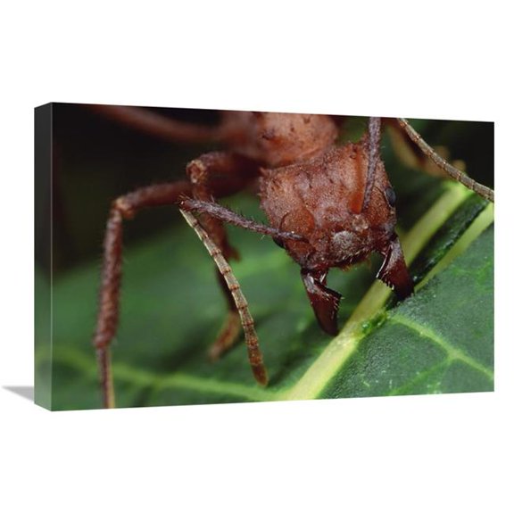 Global Gallery Leafcutter Ant Worker Cutting Papaya Leaf - Honduras Art Print - Mark Moffett
