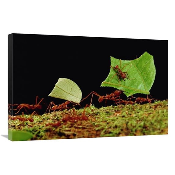 Global Gallery Leafcutter Ant Workers Carrying Leaves to Nest - French Guiana Art Print