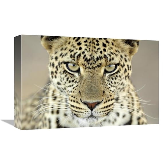 Global Gallery Leopard Female - Serengeti National Park - Tanzania Art Print - Martin Van Lokven