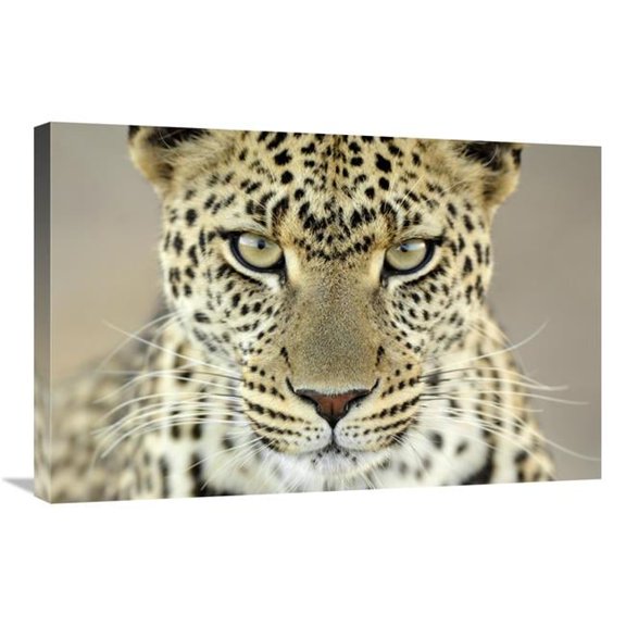 Global Gallery Leopard Female - Serengeti National Park - Tanzania Art Print - Martin Van Lokven