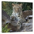 thumbnail image 1 of Global Gallery  Leopard Resting - Botswana Art Print - Sergey Gorshkov, 1 of 1