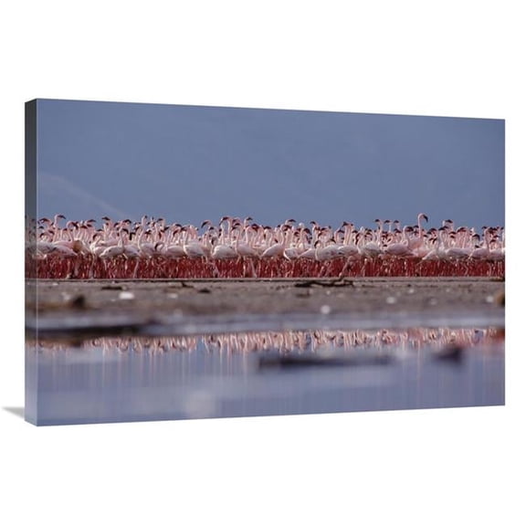Global Gallery Lesser Flamingo Flock Parading in A Mass Courtship Dance - Lake Bogoria - Kenya Art Print - Tim Fitzharris