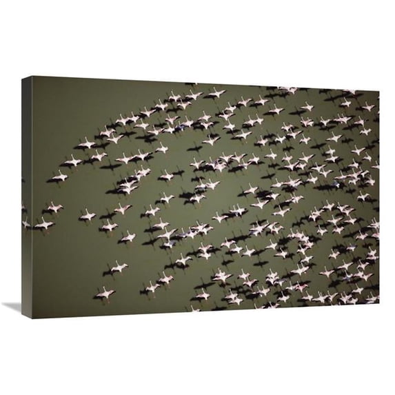 Global Gallery Lesser Flamingo Group Flock Flying Over A Lake - Kenya Art Print - Tim Fitzharris